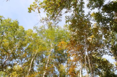 huş ağacı orman manzaralı gökyüzüne Sonbahar Doğa