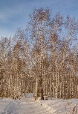 huş ağacı ormanda kış doğa manzarası