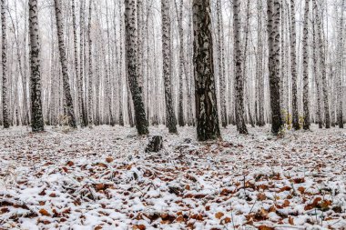 sonbahar manzara bir huş ormandaki ilk kar