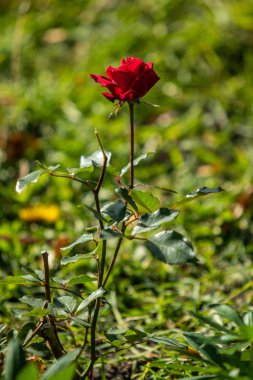 Lupinus çiçek yeşil yeşillik doğa ile parlak
