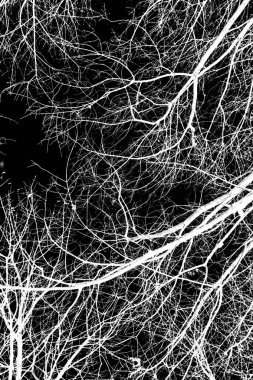 ağaç dalları siluet siyah arka plan üzerine beyaz