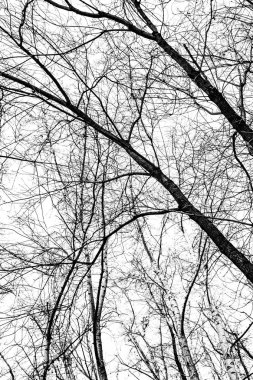 Beyaz arkaplanda ağaç dalları silueti