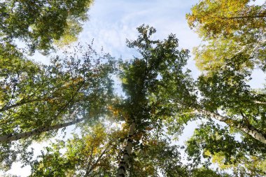 huş ağacı orman manzaralı gökyüzüne Sonbahar Doğa