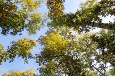 huş ağacı orman manzaralı gökyüzüne Sonbahar Doğa