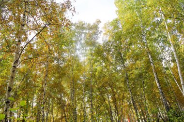 huş ağacı orman manzaralı gökyüzüne Sonbahar Doğa