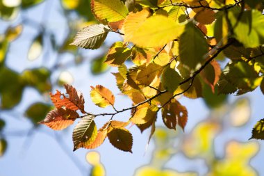 yakın çekim manzara sonbahar sarı ve yeşil yaprak