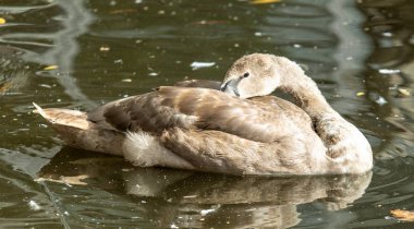 Kuğu gölde yüzüyor