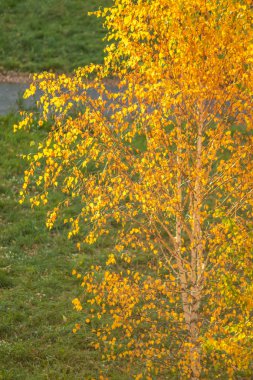 Sarı ağaçlarda yaprak