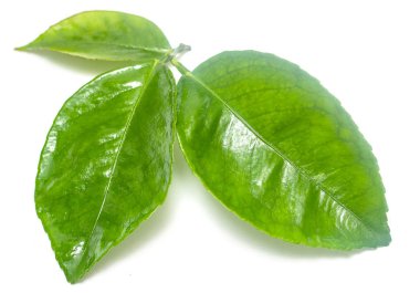 Beyaz arkaplanda yeşil yaprak