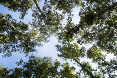 huş ağacı orman manzaralı gökyüzüne Sonbahar Doğa