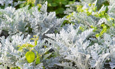 süs havuç bitkisinin görünümü kapatın