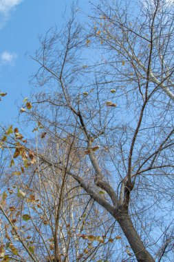 Sonbahar ağaç dalları göğe görüntüle
