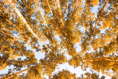 gökyüzü sonbahar arka planı sarı huş ağacı yaprakları