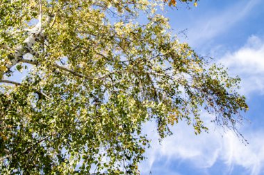 gökyüzü sonbahara ağaç görünümünün sarı yapraklar