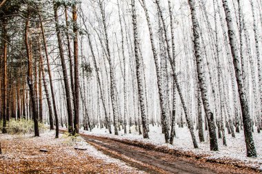 İlk kar huş ağacı orman manzara kış