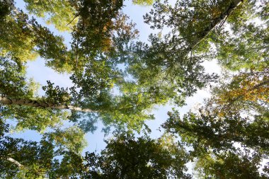 huş ağacı orman manzaralı gökyüzüne Sonbahar Doğa