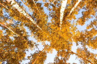 gökyüzü sonbahar arka planı sarı huş ağacı yaprakları