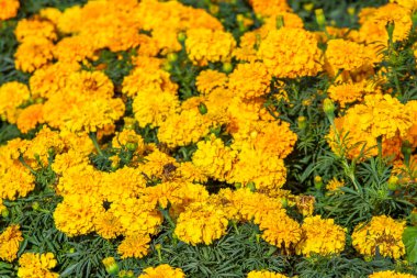 birçok marigolds küçük çiçekler