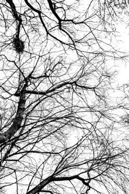 Beyaz arkaplanda ağaç dalları silueti