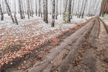 Kış ormanı boyunca yol