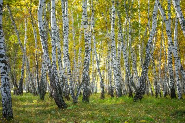 Sarı huş ağacı orman, geç sonbahar doğa manzara