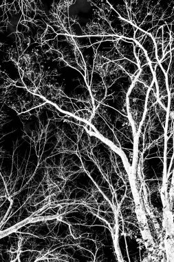 ağaç dalları siluet siyah arka plan üzerine beyaz