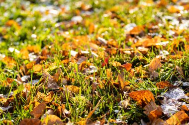 Sarı yapraklar, yeşil çimen, kar