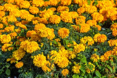 birçok marigolds küçük çiçekler