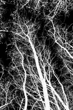 ağaç dalları siluet siyah arka plan üzerine beyaz