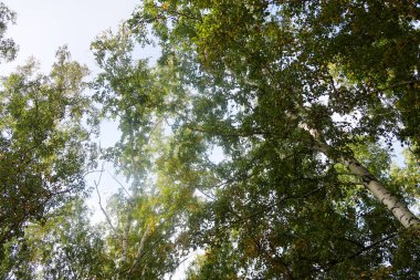 huş ağacı orman manzaralı gökyüzüne Sonbahar Doğa