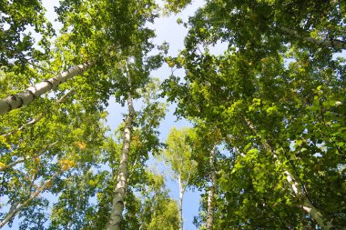 orman manzaralı aşağıdan gökyüzüne huş ağacı