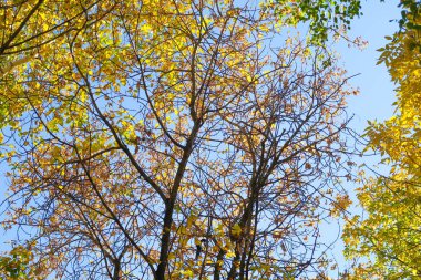 ağaç görünümünü aşağıdan gökyüzüne sonbahar manzara bırakır