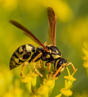 yaban arısı yakın çekim defocused sarı bir çiçek