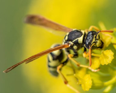 yaban arısı yakın çekim defocused sarı bir çiçek