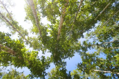 orman manzaralı aşağıdan gökyüzüne huş ağacı