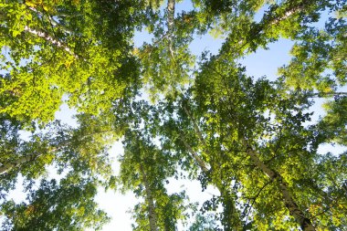 orman manzaralı aşağıdan gökyüzüne huş ağacı