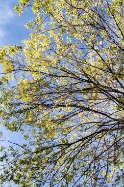 gökyüzü sonbahara ağaç görünümünün sarı yapraklar