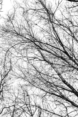 Beyaz arkaplanda ağaç dalları silueti
