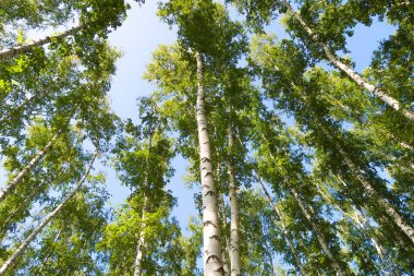 orman manzaralı aşağıdan gökyüzüne huş ağacı
