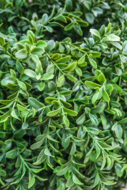 yapay bitkiler yeşil çiçekler