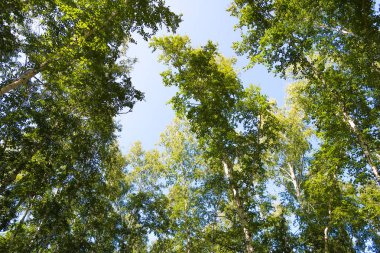 orman manzaralı aşağıdan gökyüzüne huş ağacı