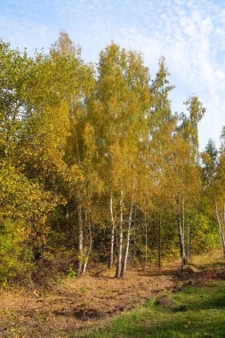 Sonbahar Orman Manzara Doğa