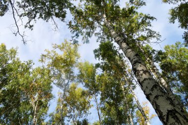huş ağacı orman manzaralı gökyüzüne Sonbahar Doğa