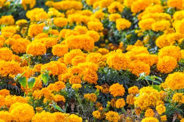 birçok marigolds küçük çiçekler
