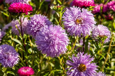 parlak sonbahar çiçek doğa manzara