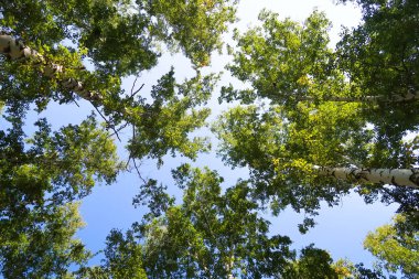 orman manzaralı aşağıdan gökyüzüne huş ağacı