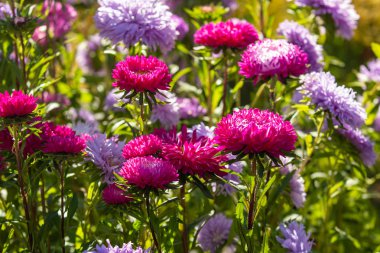 parlak sonbahar çiçek doğa manzara