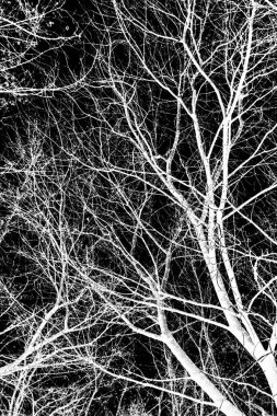 ağaç dalları siluet siyah arka plan üzerine beyaz