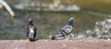 yabani güvercin doğa şehir