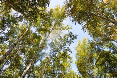 huş ağacı orman manzaralı gökyüzüne Sonbahar Doğa